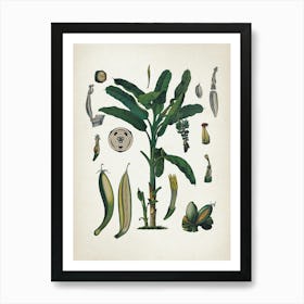 Vintage Bollmann 6 Gemeine Banane Art Print