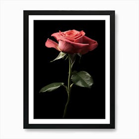 Single Pink Rose Isolated On Black Background Art Print