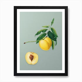 Vintage Yellow Apricot Botanical Art on Mint Green n.0822 Art Print
