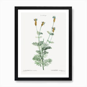 Spanish Lavender, Pierre Joseph Redoute Art Print