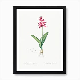 Lachenalia Pendula Illustration From Les Liliacées (1805), Pierre Joseph Redoute Art Print