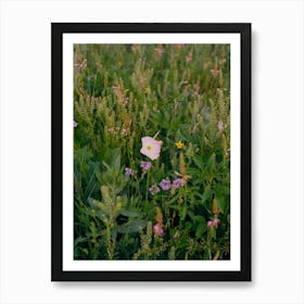 Texas Wildflower on Film Art Print