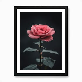 Pink Rose On Black Background 41 Art Print