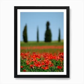 Italy Tuscany Field Of Poppies Art Print