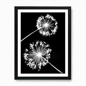 Black white alliums 1 Art Print