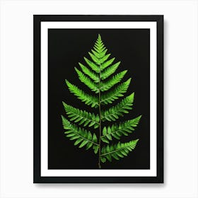 Fern Leaf On Black Background Art Print