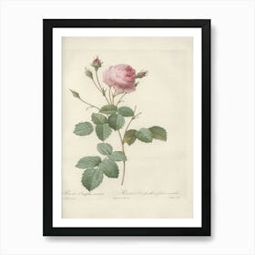 Rose Illustration, Pierre Joseph Redoute (37) Art Print