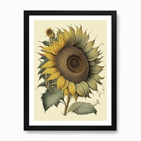 Sunflower Wildflower Vintage Botanical 2 Art Print