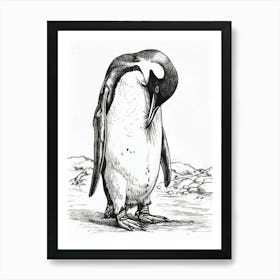 Emperor Penguin Grooming Their Feathers 1 Art Print