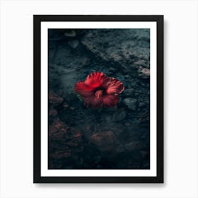 Hibiscus Flower 17 Art Print