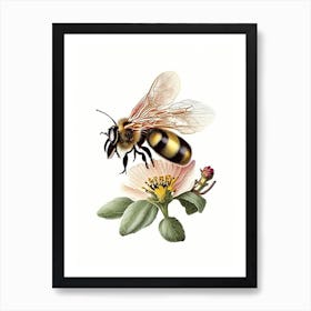 Pollinator Bee 6 Vintage Art Print