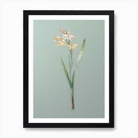 Vintage Gladiolus Cuspidatus Botanical Art on Mint Green n.0183 Art Print