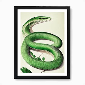 Greater Green Snake Vintage Art Print