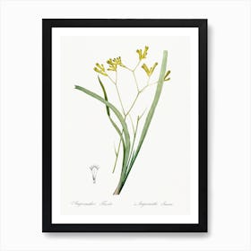 Anigozanthos Flavida, Pierre Joseph Redoute Art Print