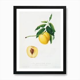 Yellow Apricot (Persica Iulodermis) From Pomona Italiana (1817 1839), Giorgio Gallesio Art Print