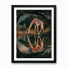 Giraffe In Water Art Print