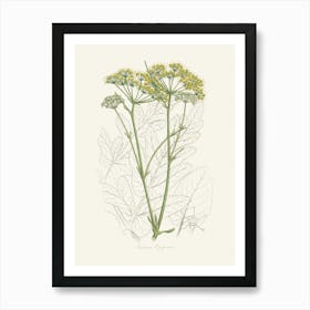 Vintage Botanical John Stephenson and James Morss Churchill Art Print_2731684 Art Print