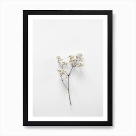 White Blossom Beauty Art Print