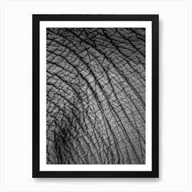 Elephant Study 02 Art Print