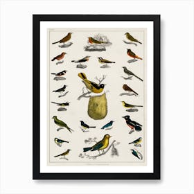 Collection Of Various Birds, Oliver Goldsmith 8 Art Print