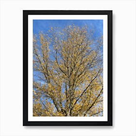 Autumn Tree 16 Art Print