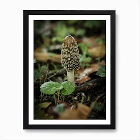 Wild Mushroom // Nature Photography 1 Art Print