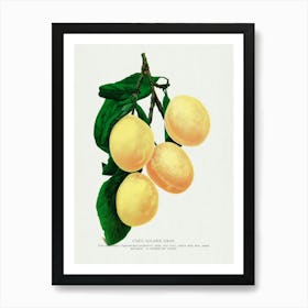 Vintage Botanical Art Print _2697929 Art Print