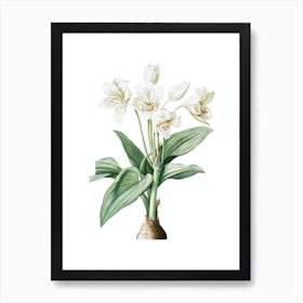 Vintage Crinum Giganteum Botanical Illustration on Pure White n.0037 Art Print