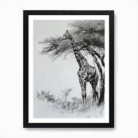 Giraffe With The Acacia Tree 3 Art Print