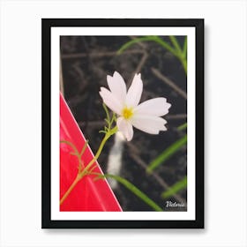 White Cosmos Flower Art Print