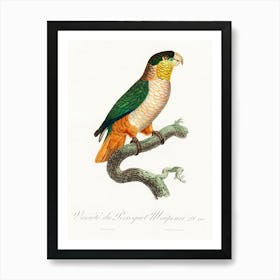 The Black Headed Parrot From Natural History Of Parrots, Francois Levaillant 1 Art Print