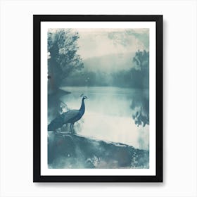 Vintage Peacock By The Water Cyanotype Inspired  2 Art Print