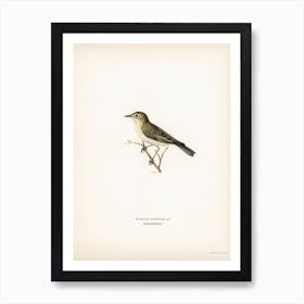 Tree Warbler (Hypolais Hipolais), The Von Wright Brothers Art Print