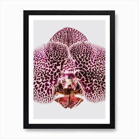 Leopard Orchid  Art Print