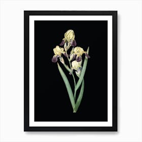 Vintage Elder Scented Iris Botanical Illustration on Solid Black n.0314 Art Print