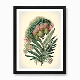 Pincushion Hakea Fern 1 Vintage Botanical Poster Art Print