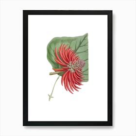 Red Hibiscus Flower Art Print