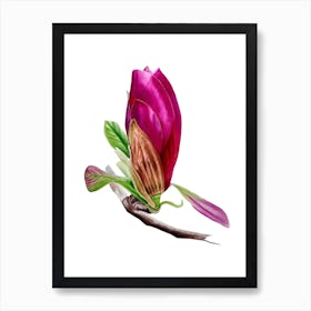 Magnolia Bud Art Print