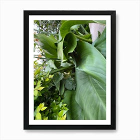 Large Leaves In A Garden Art Print