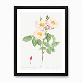 Damask Rose, Also Known As Rosewood Rose Petal, Pierre Joseph Redoute Art Print