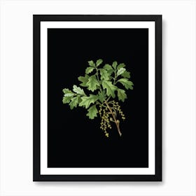 Vintage Bear Oak Botanical Illustration on Solid Black n.0741 Art Print