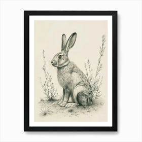 Florida White Rabbit Drawing 2 Art Print
