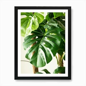 Monstera Leaf 12 Art Print