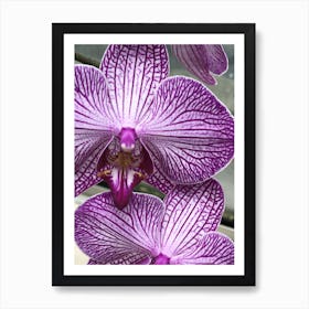 Orchids Art Print