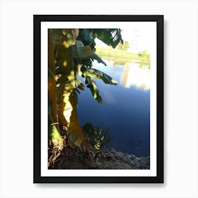 Banana Tree By The River Art Print