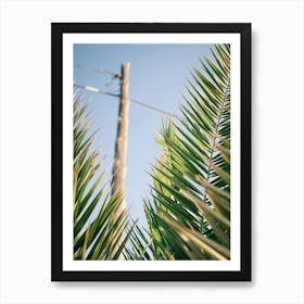 Palm leaves // Ibiza Nature & Travel Photography 1 Art Print