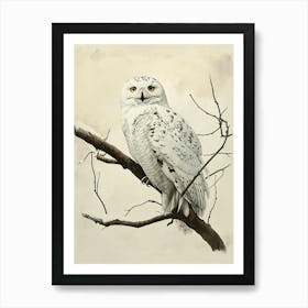 Snowy Owl Vintage Illustration 3 Art Print