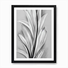 Gladioli B&W Pencil 2 Flower Art Print