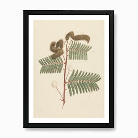 Mimosa Pigra (L.), Luigi Balugani Art Print