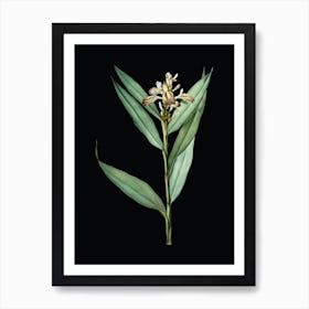 Vintage Globba Erecta Botanical Illustration on Solid Black n.0798 Art Print